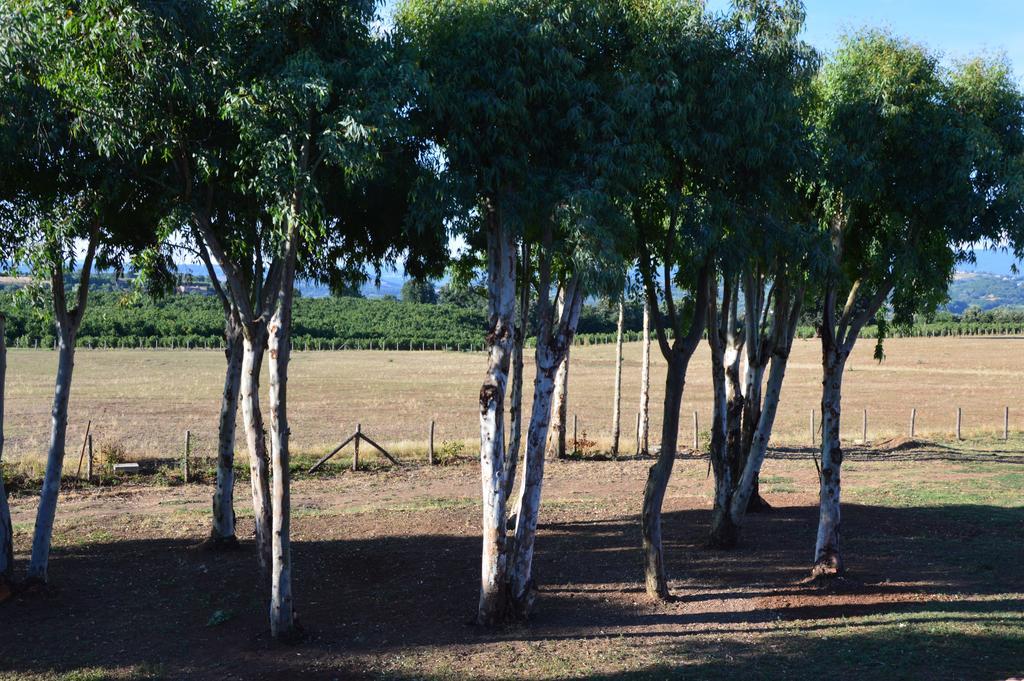 Fattoria Lucciano Villa Borghetto  Bagian luar foto