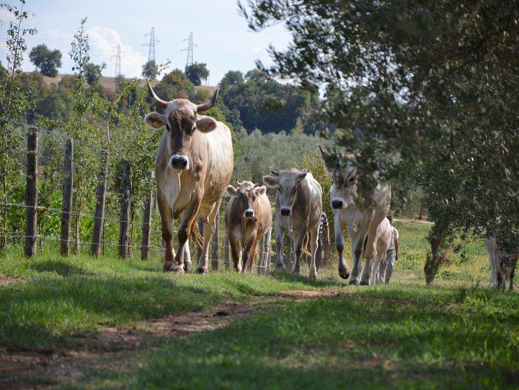 Fattoria Lucciano Villa Borghetto  Bagian luar foto